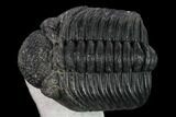 Large, Drotops Trilobite With Good Eyes - Mrakib, Morocco #171551-2